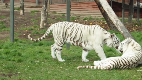 A Footage of White Tigers