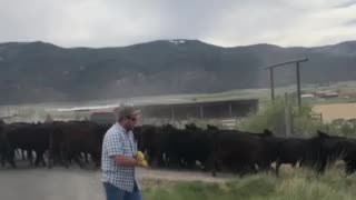 Cattle Crossing in Utah just awesome