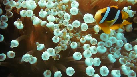 BEAUTY OF UNDERWATER WORLD SEALIFE VIDEO #14