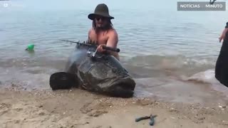 Pescadores capturam garoupa-gigante na Austrália