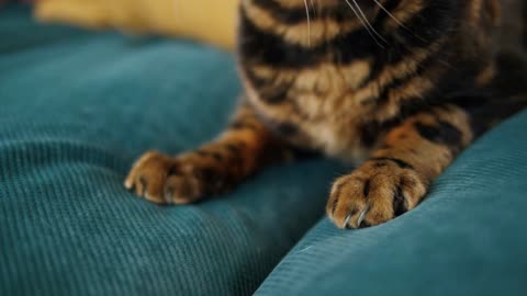 Bengal cat paws close-up. Domestic animal at home