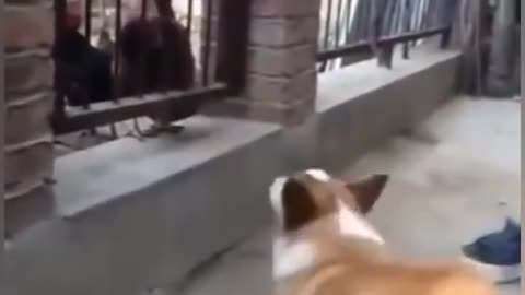 chicken fought with a dog