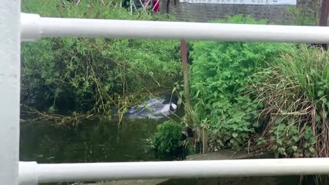 Stranded whale in London's River Thames put down