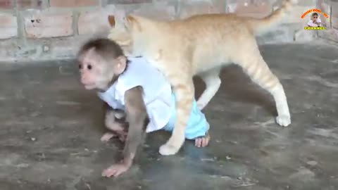 Funny Monkey vs Cat || Monkey Sky and Cat don't like to each other