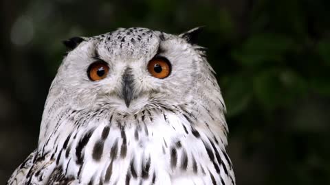 Eagle Owl Makes Eye Contact with the Camera