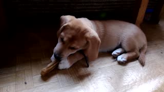 Cute puppy gnaws a bone
