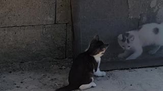 Cats who are brothers are playing