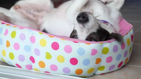 Sweet Dreams: Cute Puppy's Cozy Nap Time 🐶😴