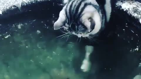 Cute funny cat