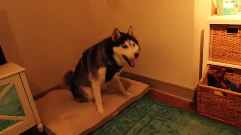 Husky tiene un loco ataque de estornudos