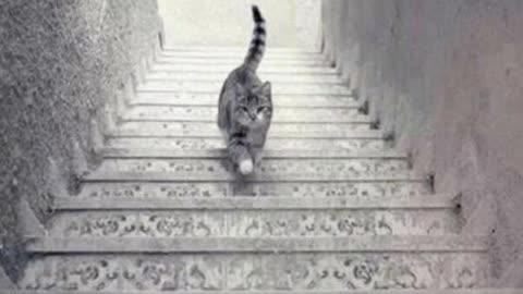 Is this cat climbing the stairs?