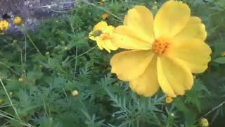 Yellow cosmos flower simply beautiful [Nature & Animals]