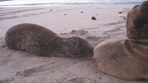 Cute Sea Creatures: Baby Sea Lion