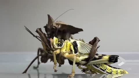 Praying Mantis eating a whole Locust
