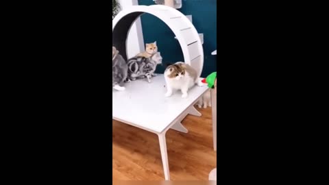 Funny animals - Funny cats / dogs - Funny animal videos