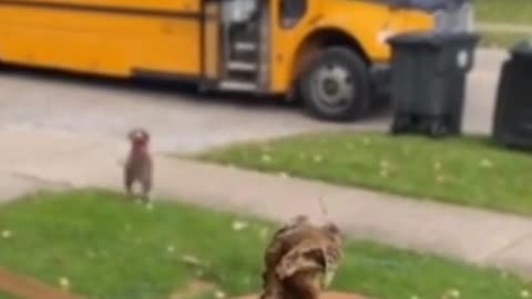 Dog enthusiastically waits for best friend to come home from school