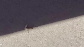 Large Ant Falls Down Carrying Paper. He Fails Funny and Sad
