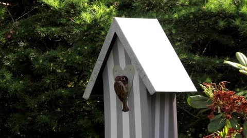 A bird that feeds its chicks