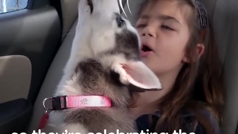 Husky Dogs Howling and Singing Compilation | The Dodo