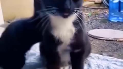 Funny Moments cat and dog