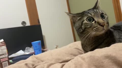 How cats react during earthquakes