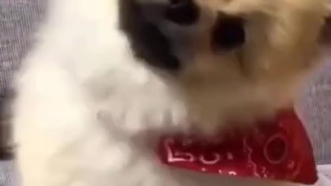 Cute Funny Dog Activity
