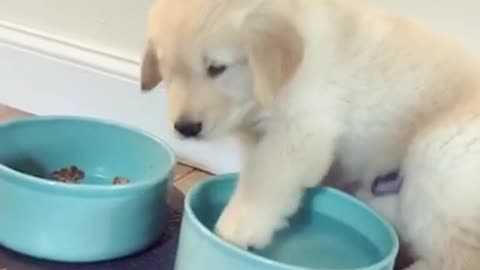 Small white brown dog steps over and into water bowl