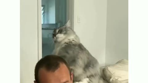 Psycho cat