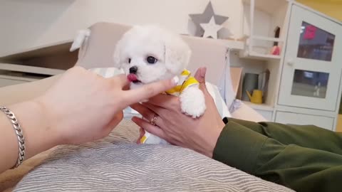 lovely puppy videos