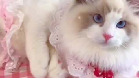 #Shorts Aww cute cat viral Video 😂😂😁😁🤣🤣 || #Short cute cat 🐈🐈