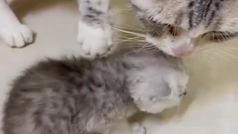 Mother cat grabs baby cat food