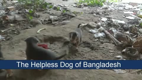 The Helpless Dogs of Bangladesh