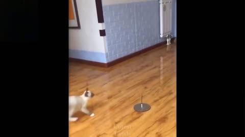 Cute Cat plays with her NEW funny Toy
