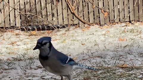 Blue Jay stops in for a peanut