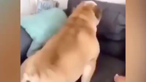 Funny dog scared farts compilation 😂