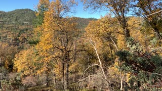 Fall in the NorthFork forest California