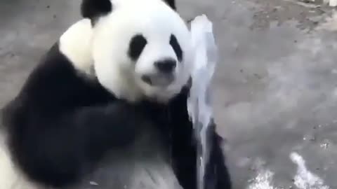 Funny pandas video compilation #3