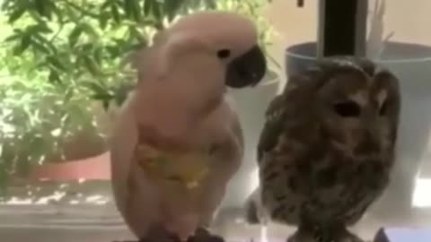 🦉 owl and parrot