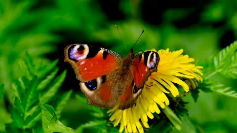 Attractive and beautiful butterflies