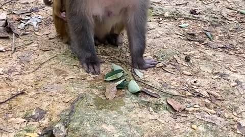 Hungry Monkey