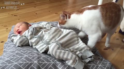 Funny Curious Cats Meeting Newborn Babies For The First Time - Cute Cat and Baby Videos