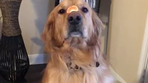 Golden retriever dog eats orange off own nose