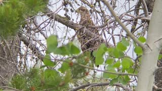 Female Bald Eagle Spotted in Idaho
