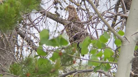 Female Bald Eagle Spotted in Idaho