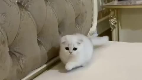 Cute White Cat Dancing
