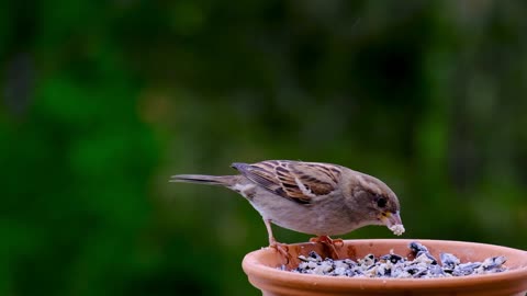 Beautiful Birds In Nature Enjoying The Most Beautiful - Music To Relax And Meditate