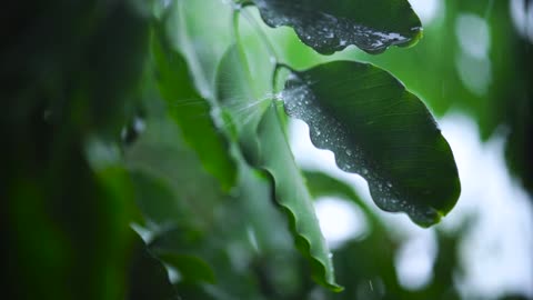 Very close shot of the leaves of a tree wet from the rain