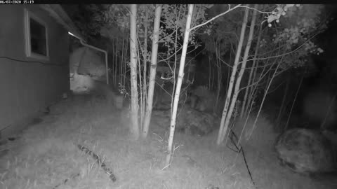 Bear Gets up Close and Personal With Security Camera