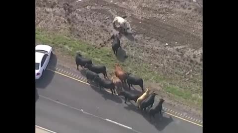 16 cattle roam the highway after a ox cart overturned