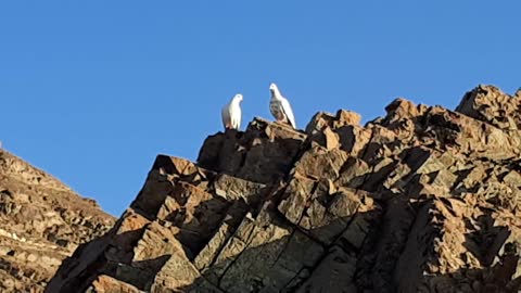 Two birds on the mountain
